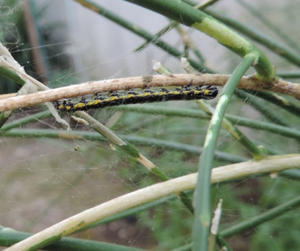 Bruco da identificare - Uresiphita gilvata